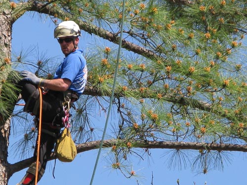 Tree Trimming and Tree Removal for Spring Lake, NC